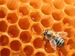 Tengo a la venta miel de abeja del chaco por  - Imagen 3