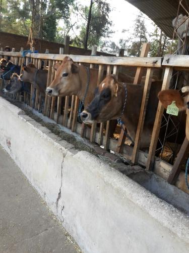 vacas lecheras de buena produccion de 25 a 50 - Imagen 1