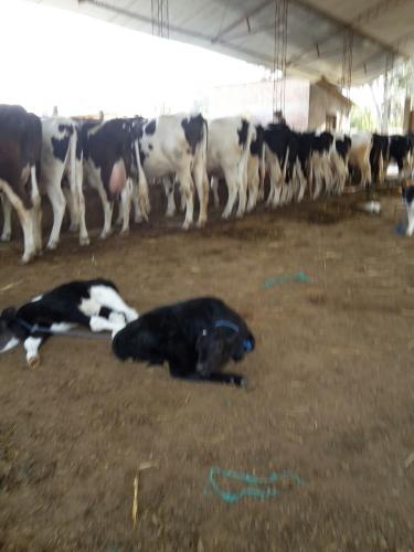 vacas lecheras de buena produccion de 25 a 50 - Imagen 2
