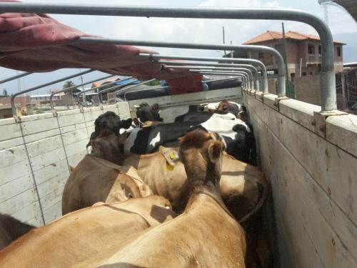 vacas lecheras de buena produccion de 25 a 50 - Imagen 3