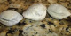 hola-vendo-almejas-petrificadas-(fosilizados)-cereales-cebada-trigo