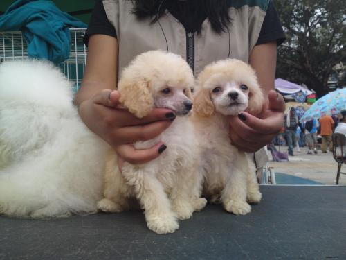 HERMOSOS CACHORROS CANICHES TOY (POODLE ENANO - Imagen 2