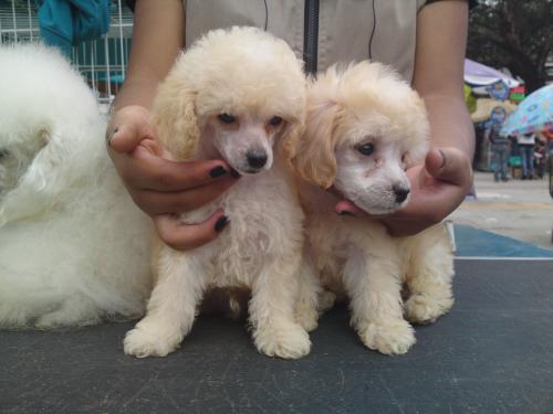 HERMOSOS CACHORROS CANICHES TOY (POODLE ENANO - Imagen 1