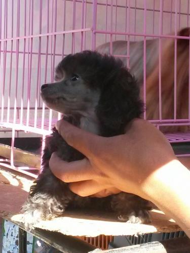 HERMOSOS CACHORROS CANICHES TOY (POODLE ENANO - Imagen 2