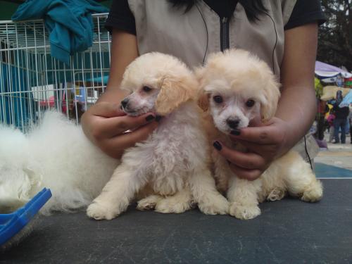 HERMOSOS CACHORROS CANICHES TOY (POODLE ENANO - Imagen 3