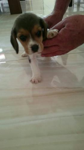 Vendo  Hermosos beagle tricolor vacunados y d - Imagen 3