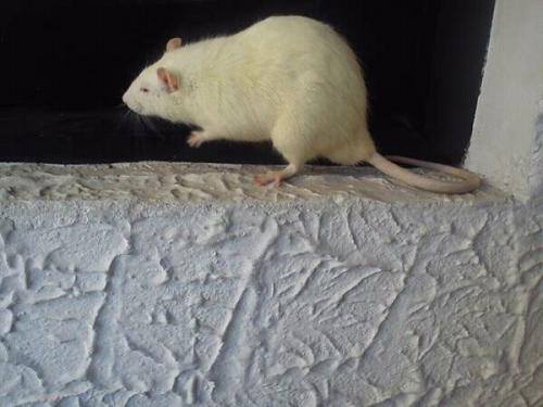 Rata mascotas blancas dociles desparacitacion - Imagen 1