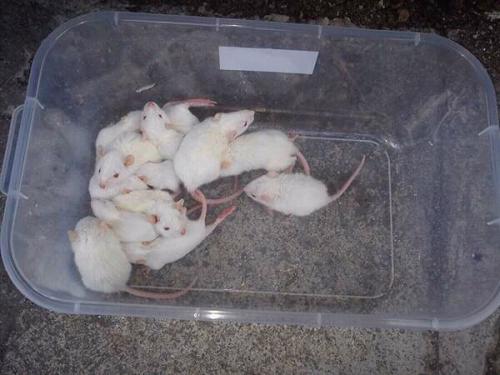 Rata mascotas blancas dociles desparacitacion - Imagen 2