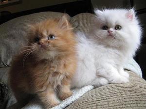 a la venta gatos persa blancos enteros de dos - Imagen 1