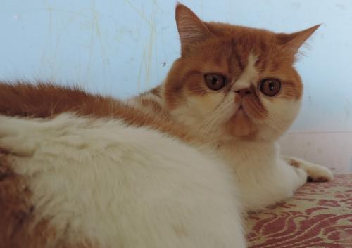hermosas gatitas persas  clasicas de dos mese - Imagen 2