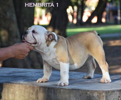 Hermosos bulldogs ingles de 3 meses de excel - Imagen 1