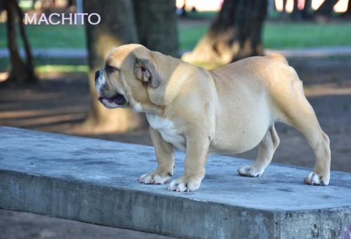 Hermosos bulldogs ingles de 3 meses de excel - Imagen 2
