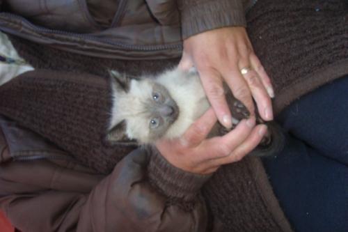 Se vende gatita siames nacida el 8 de marzo d - Imagen 1
