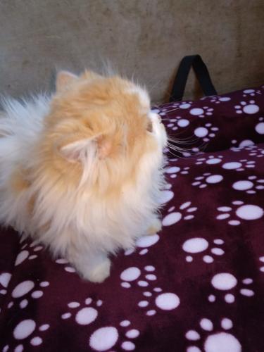 Se vende hermoso gato persa clsico de 2 mes - Imagen 2