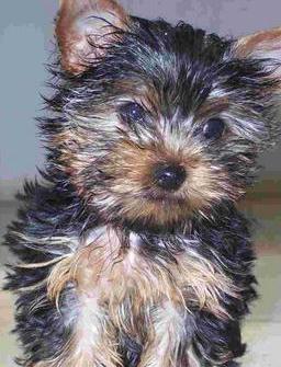 vendo preciosos cachorros yorkshire micro toy - Imagen 2