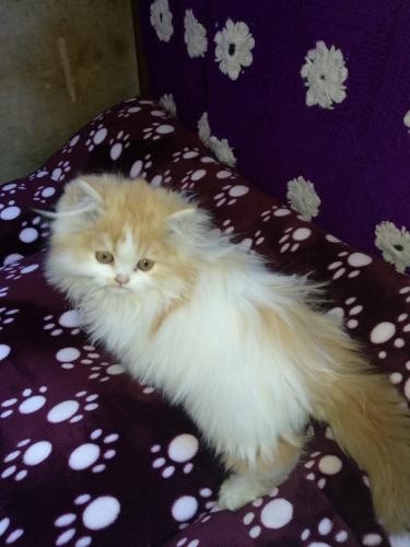se vende hermoso gato persa clasico de 3 mese - Imagen 1
