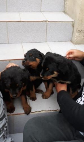 En venta 3 Cachorros Rottweiler con vacunas  - Imagen 1
