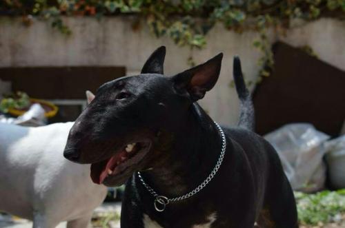 Compro embra Bull Terrier Gris como la foto o - Imagen 1