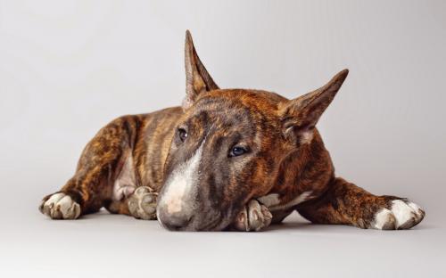 Compro embra Bull Terrier Gris como la foto o - Imagen 2