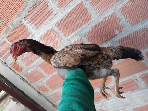 Vendo gallina brasilera raza garapatinha prec - Imagen 2