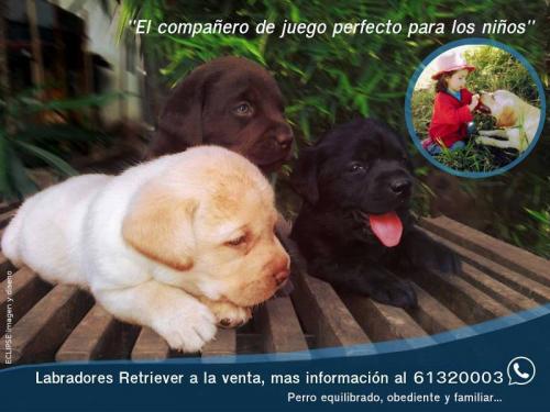 Labrador Retriever Buena Vista: Compañero pe - Imagen 2
