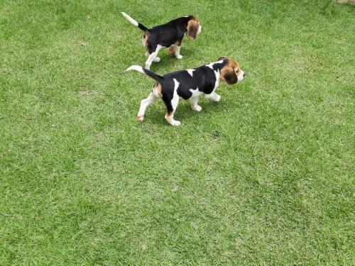 Beagles tricolores de tres meses con vacunas  - Imagen 2