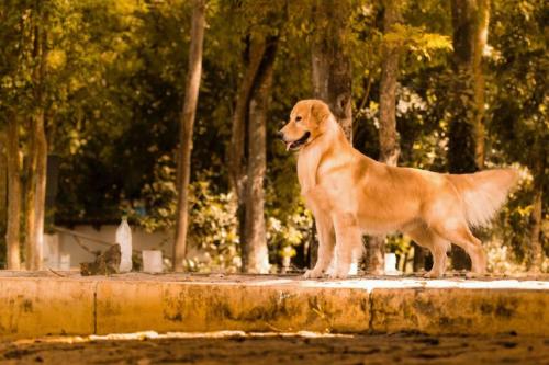 Cachorros Golden retriever de primer nivel cr - Imagen 3