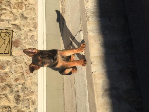en venta cachorra de pastor aleman de 3 meses - Imagen 2