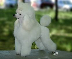Hermosos cachorritos caniches toy (poodle ena - Imagen 1
