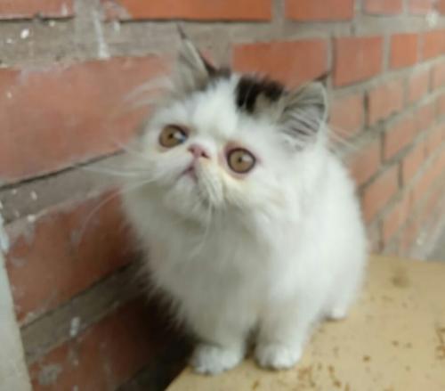 Se vende hermoso gato persa macho ya desparac - Imagen 1