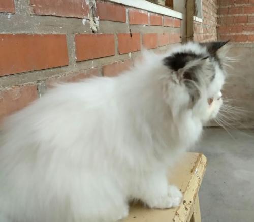 Se vende hermoso gato persa macho ya desparac - Imagen 2