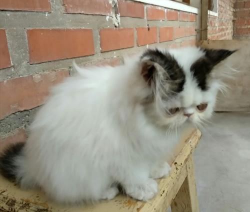Se vende hermoso gato persa macho ya desparac - Imagen 3