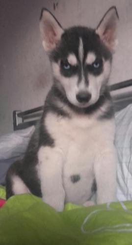 Husky siberiano de 2 meses manto negro ojos a - Imagen 1