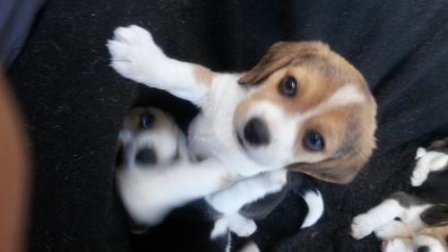 Hermosos cachorros Beagles en venta 2 meses d - Imagen 2