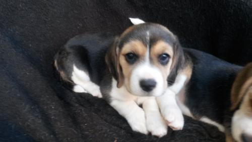Hermosos cachorros Beagles en venta 2 meses d - Imagen 3