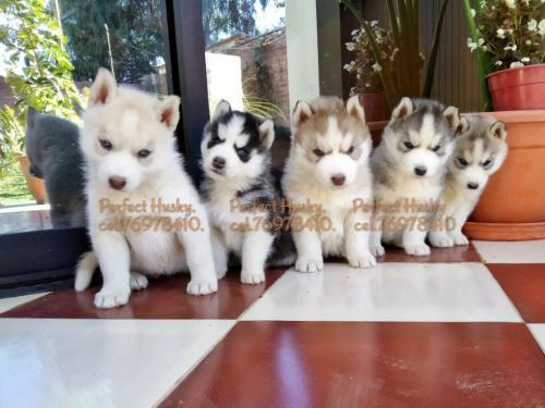 Husky cachorros 6semanas vacunados con herm - Imagen 1