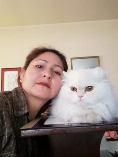Vendo gatitos persa de 2 meses clasicos Vac - Imagen 3