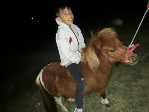 Ventas a toda bolivia y exterior de mini pony - Imagen 2