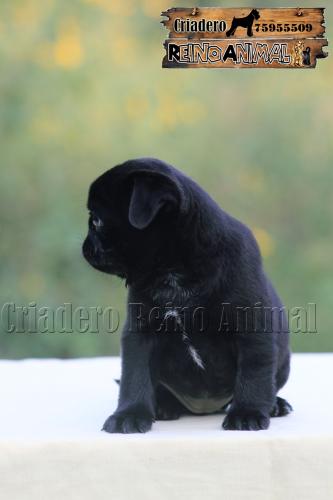 PUG CARLINO hembrita color negro disponible  - Imagen 3