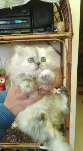 En venta hermosa gatita persa hembrita llamar - Imagen 1