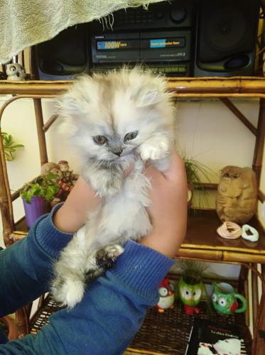 En venta hermosa gatita persa hembrita llamar - Imagen 2