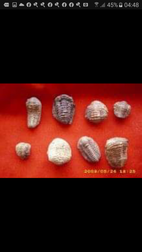 Vendo fosiles como ser trilobites y otros en  - Imagen 2