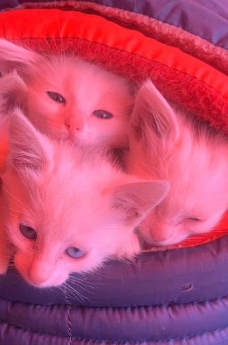 Gatos angoras blancos de ojos azules consulta - Imagen 1