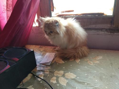 Gato persa de dos meses y medio con su vacuna - Imagen 3