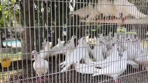 Vendo palomas mensajeras blancas interesados  - Imagen 1