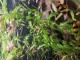 Vendo-planta-acu�-tica-(potamajeton)4-tallos-en