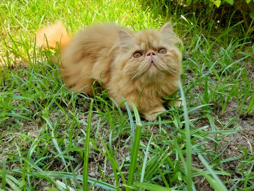 Hermoso gatito persa extremo color red tabby  - Imagen 1