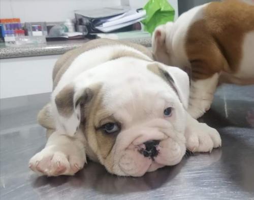 Bulldog ingles hembra ya de 2 meses padres co - Imagen 2