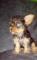 Último-cachorro-Yorkshire-terrier-mini-(macho)-Color-platinado