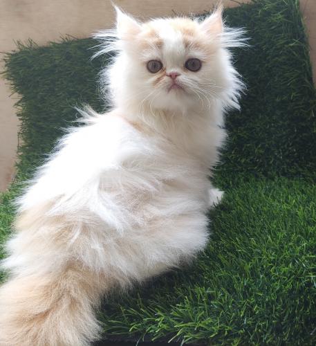 Se vende gatito persa clsico de dos meses y - Imagen 1
